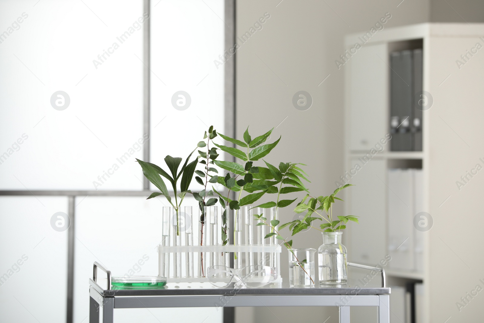 Photo of Test tubes with liquid and plants on metal table in laboratory