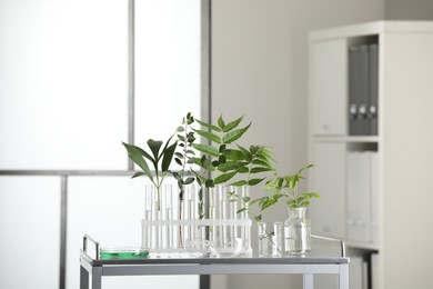 Test tubes with liquid and plants on metal table in laboratory