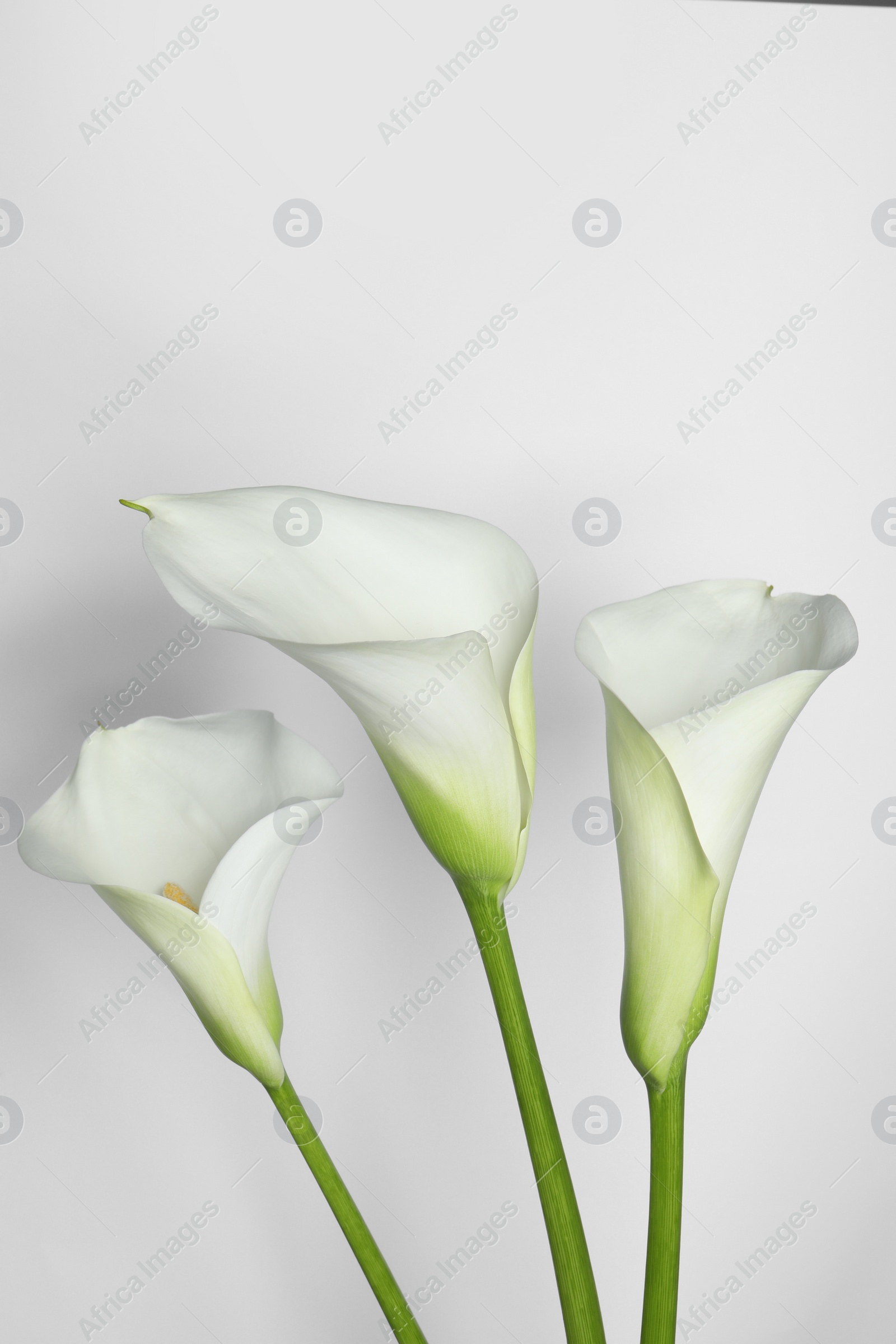 Photo of Beautiful calla lily flowers on white background