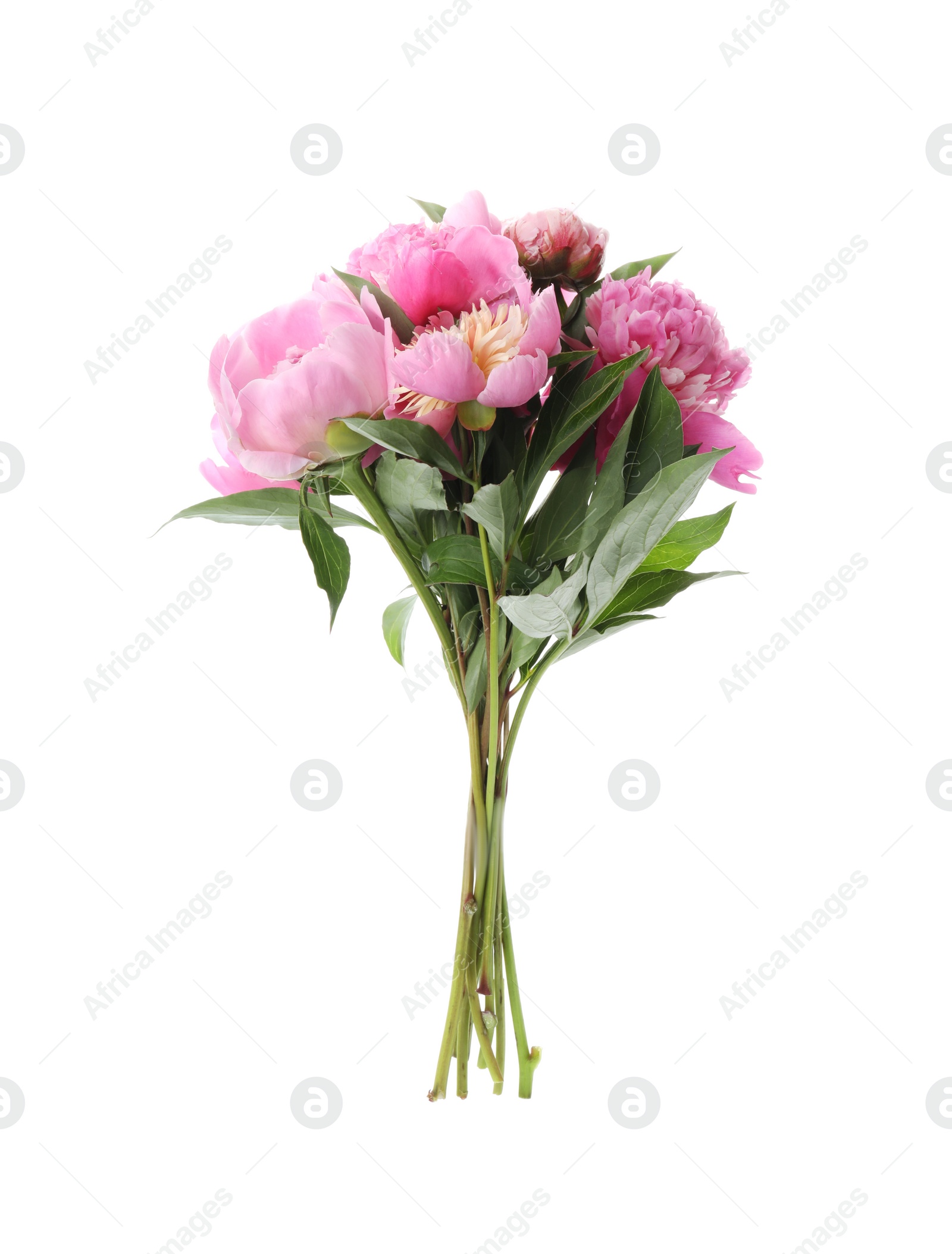 Photo of Bouquet of beautiful peonies on white background