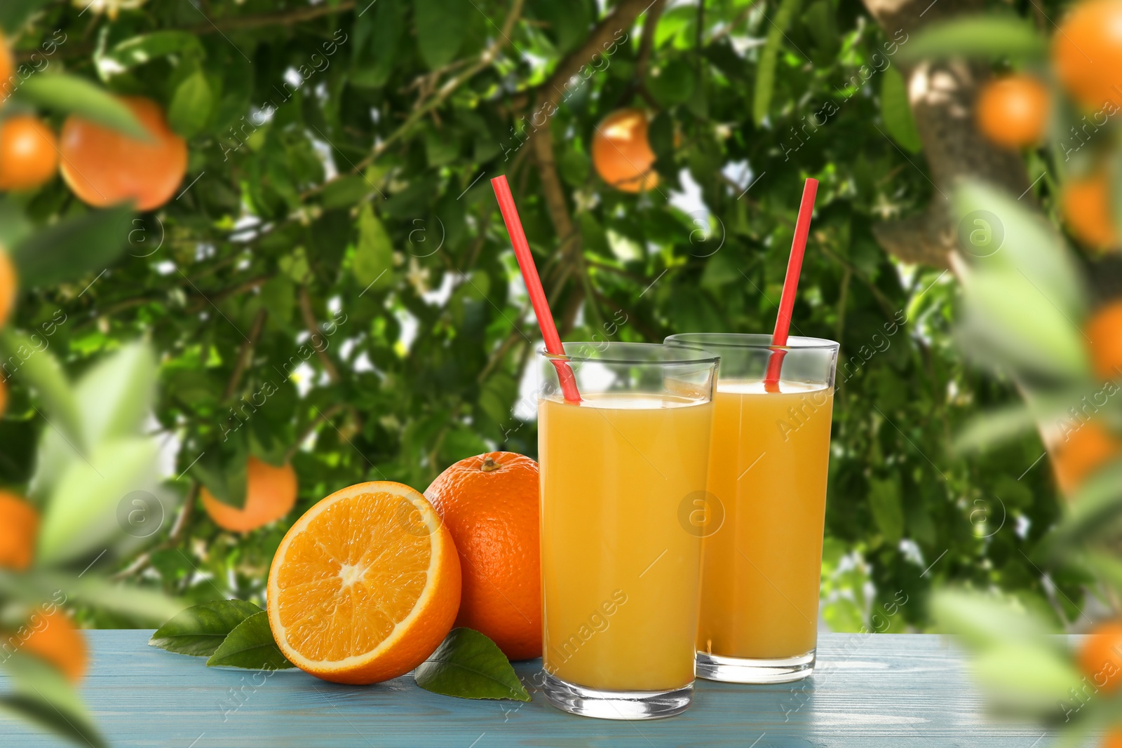 Image of Fresh orange juice on light blue wooden table in orchard