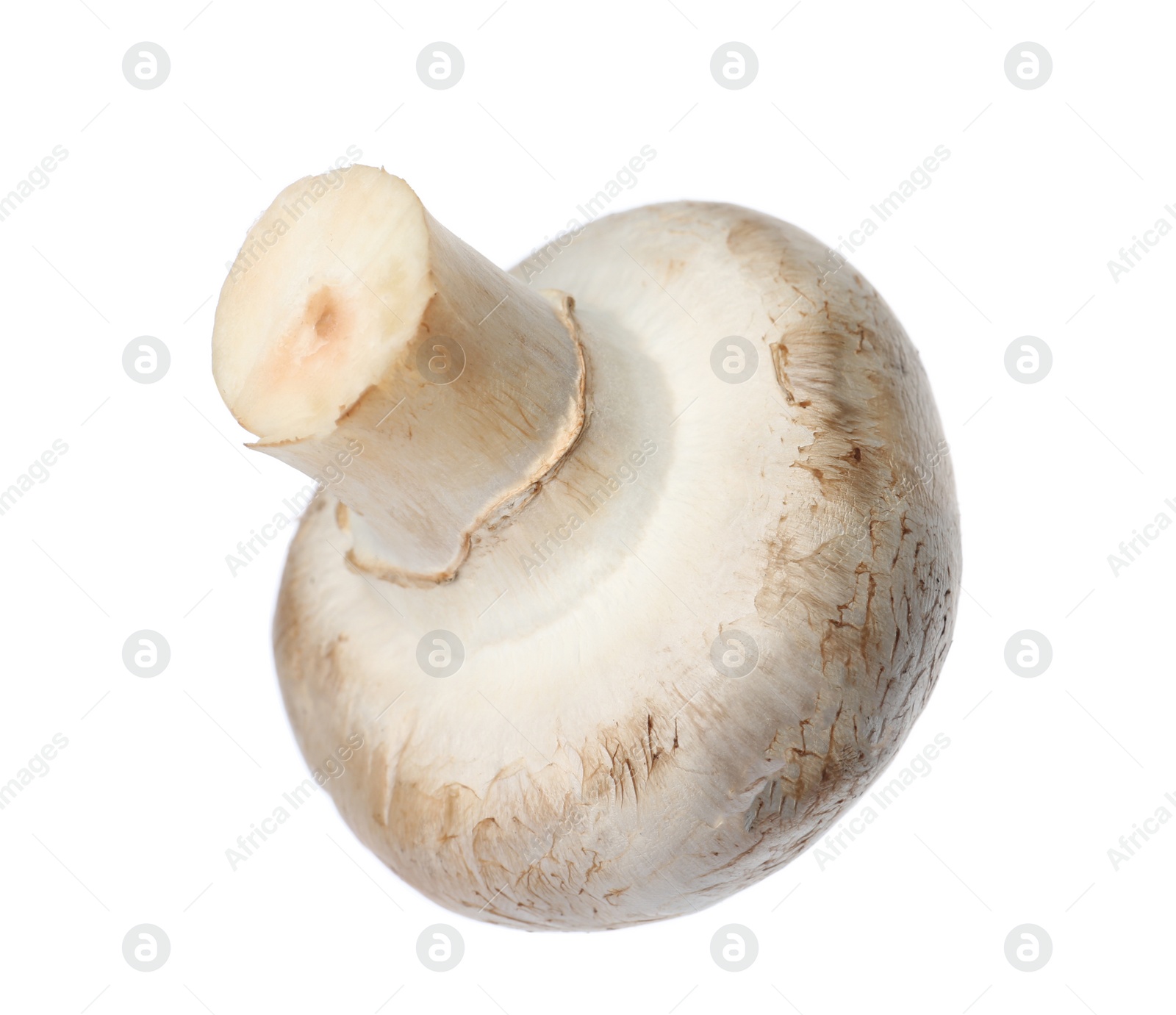 Photo of Fresh champignon mushroom isolated on white. Healthy food