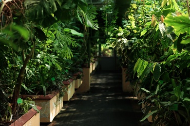 Photo of Different plants with lush foliage in greenhouse