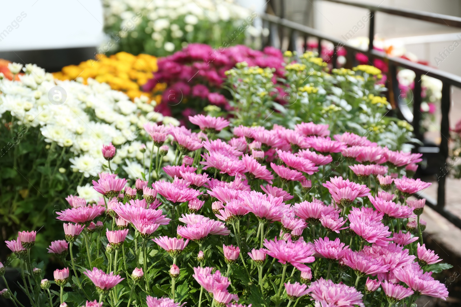 Photo of View of fresh beautiful colorful chrysanthemum flowers outdoors