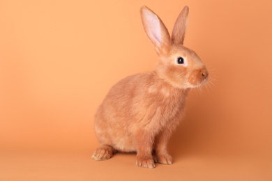 Photo of Cute bunny on orange background. Easter symbol