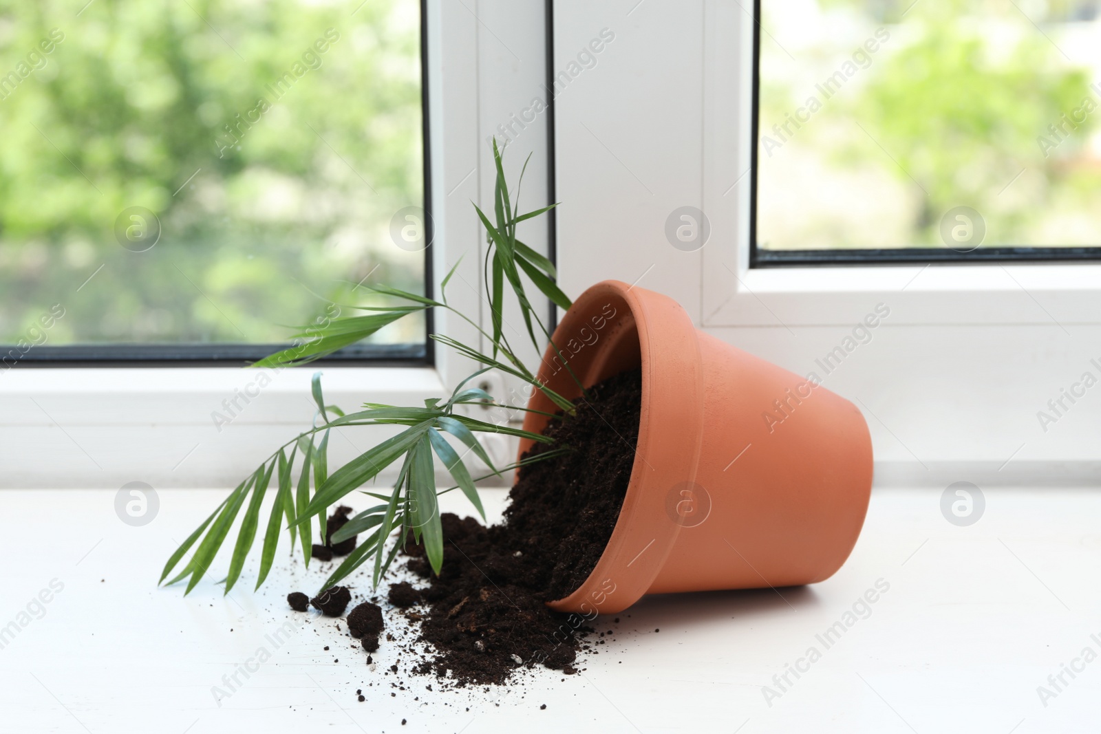 Photo of Overturned terracotta flower pot with soil and plant on white windowsill indoors