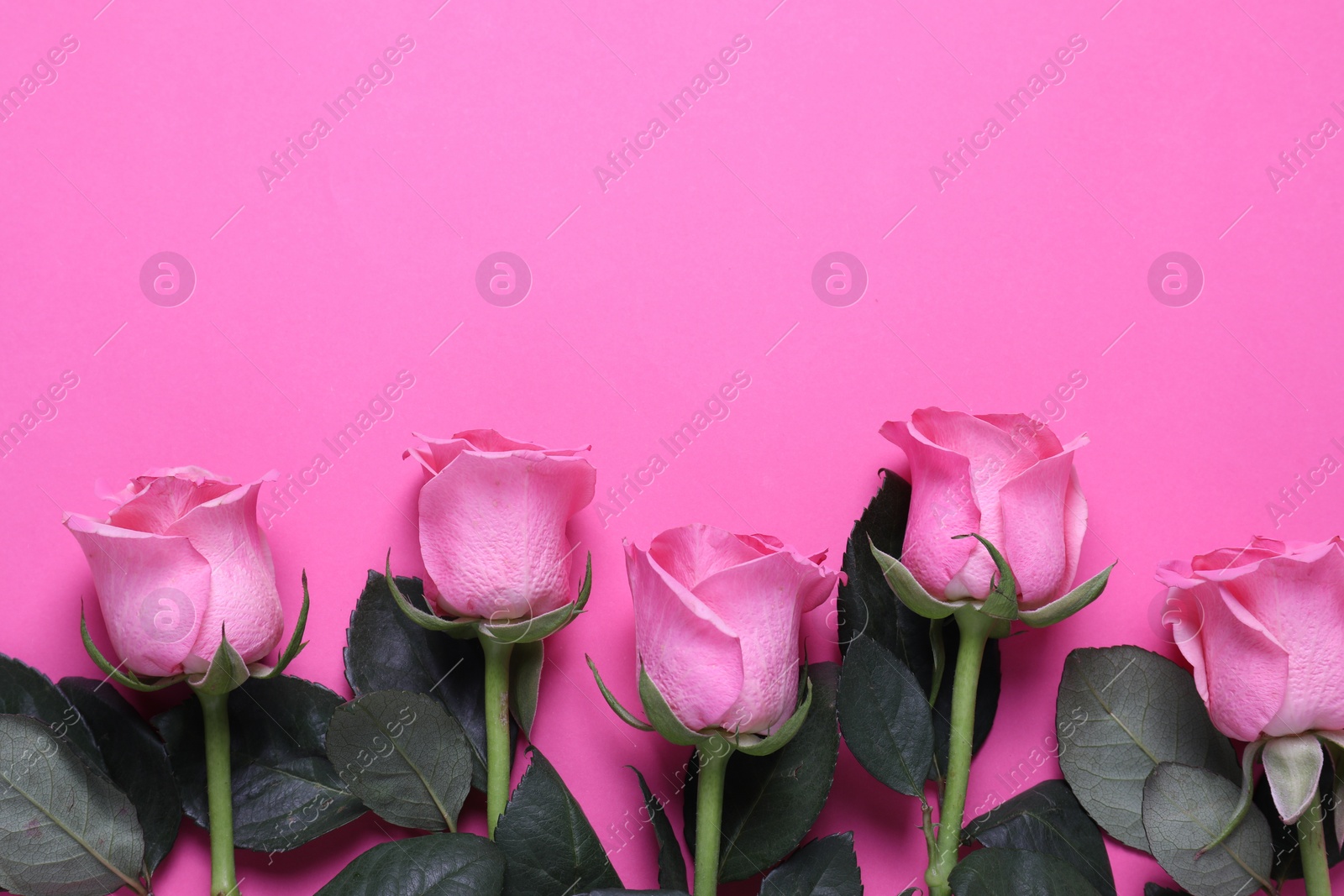 Photo of Beautiful roses on pink background, top view. Space for text