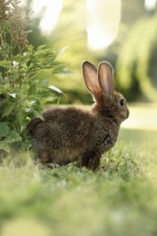 Cute fluffy rabbit on green grass outdoors