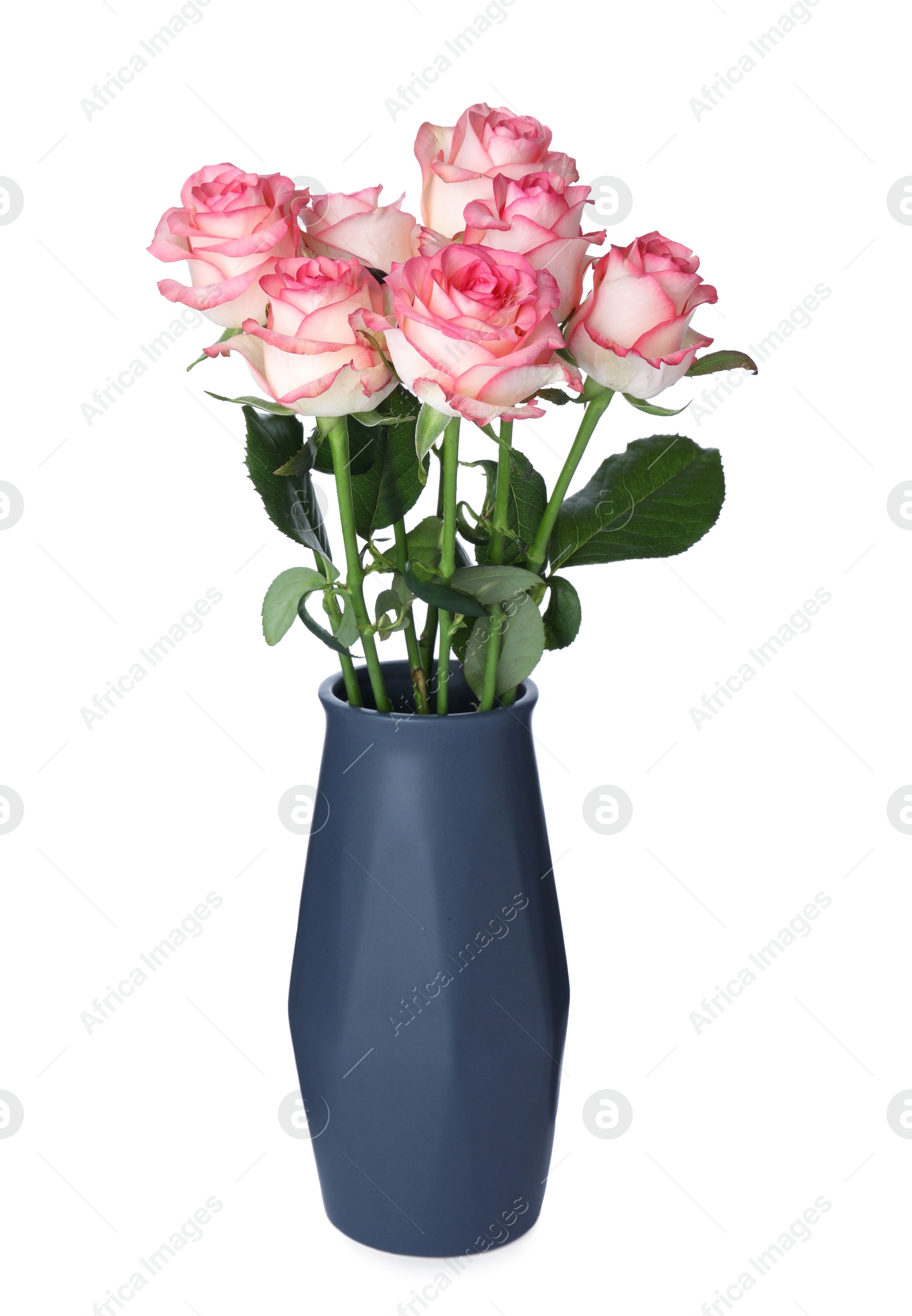 Photo of Dark blue vase with beautiful pink roses isolated on white