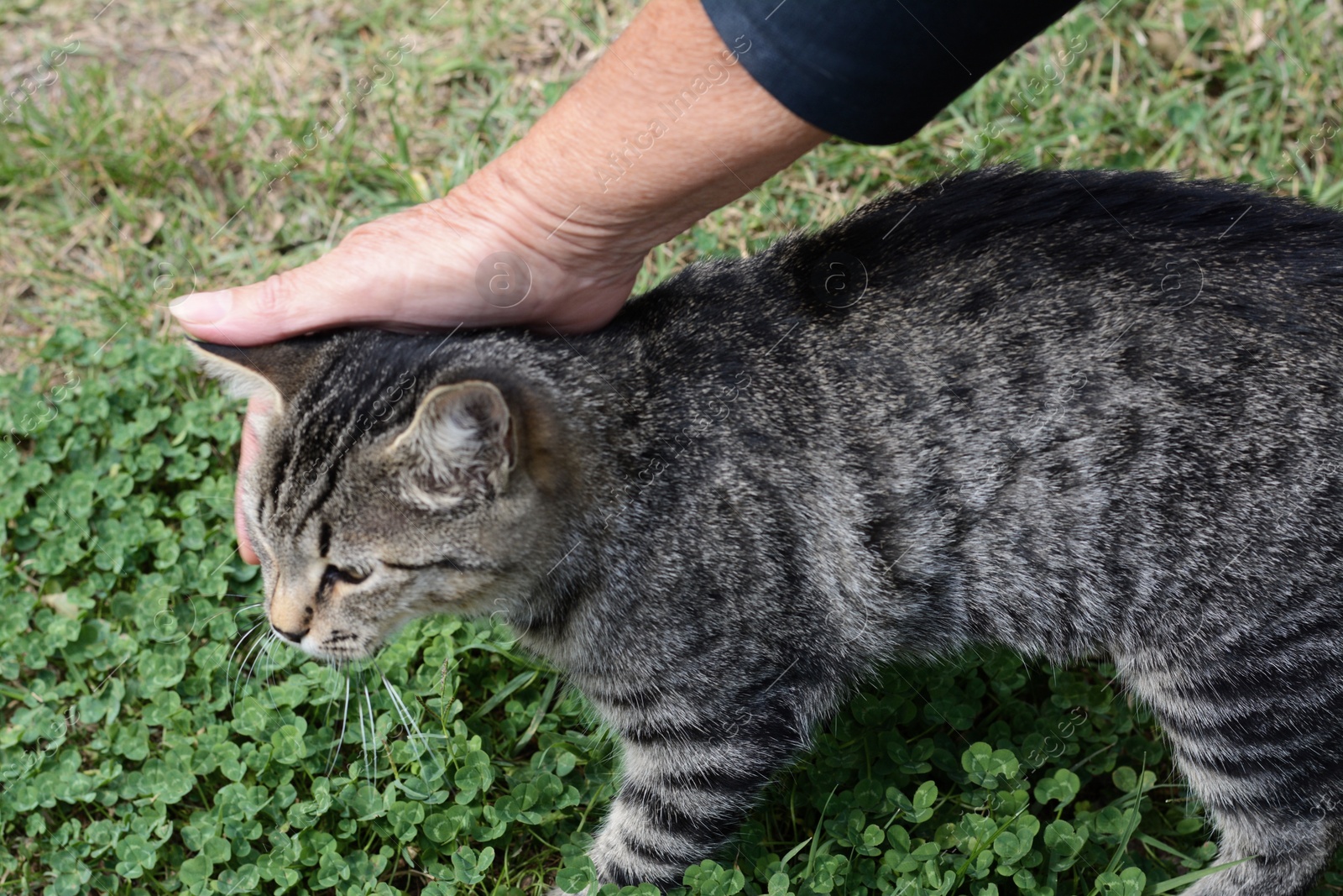 Photo of Woman stroking stray cat outdoors, closeup. Homeless pet