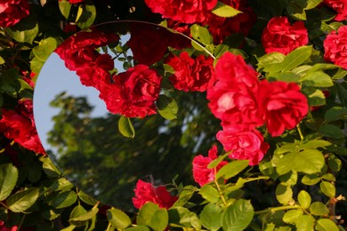 Photo of Round mirror among beautiful red flowers reflecting trees on sunny day