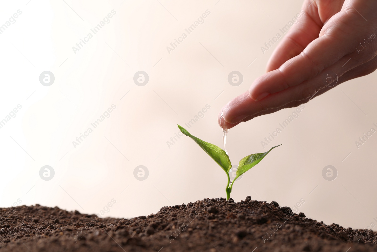 Photo of Farmer pouring water on young seedling in soil against light background, closeup. Space for text