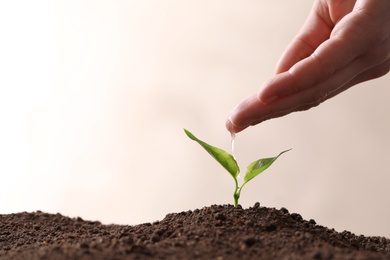 Farmer pouring water on young seedling in soil against light background, closeup. Space for text