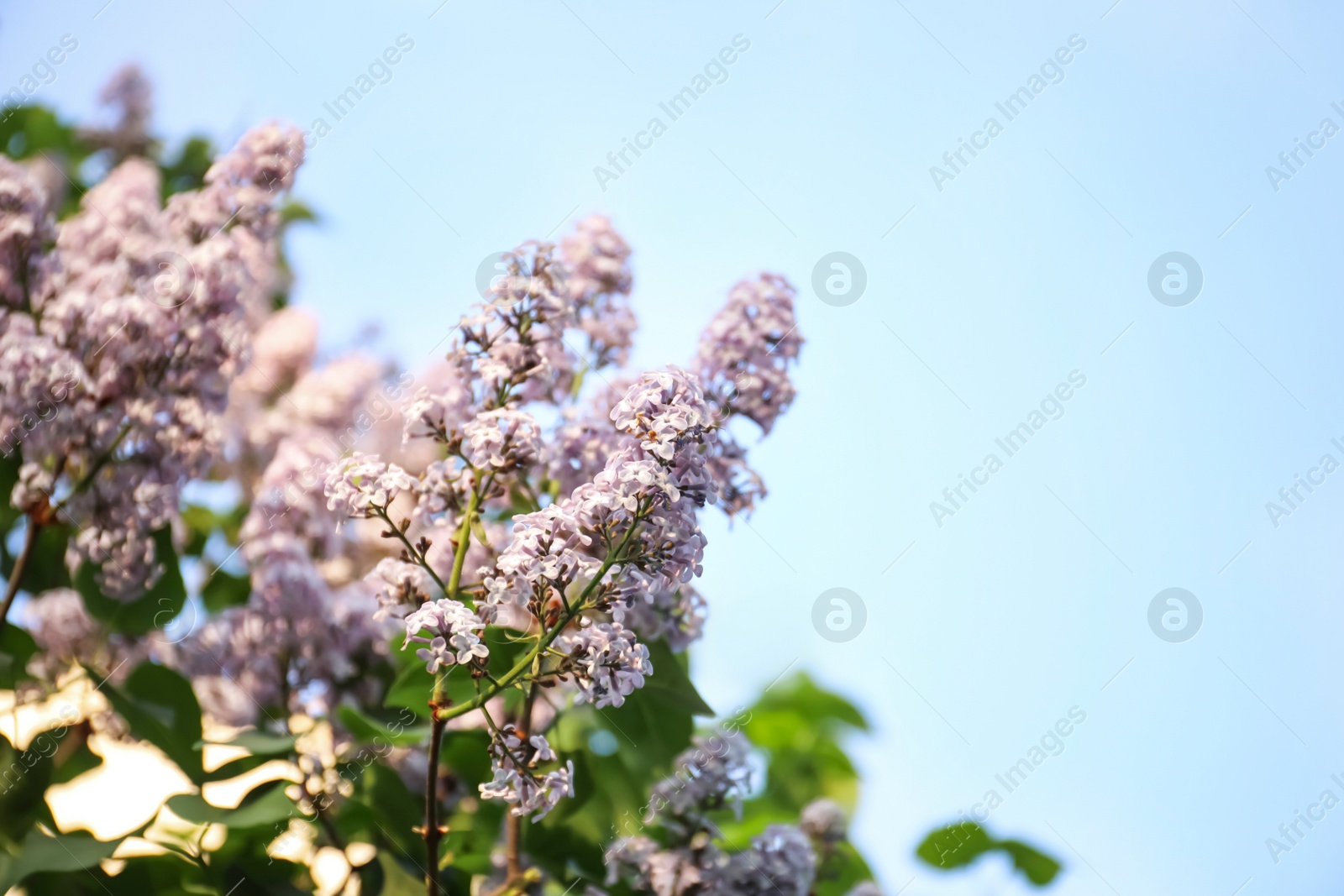 Photo of Closeup view of beautiful blooming lilac shrub outdoors