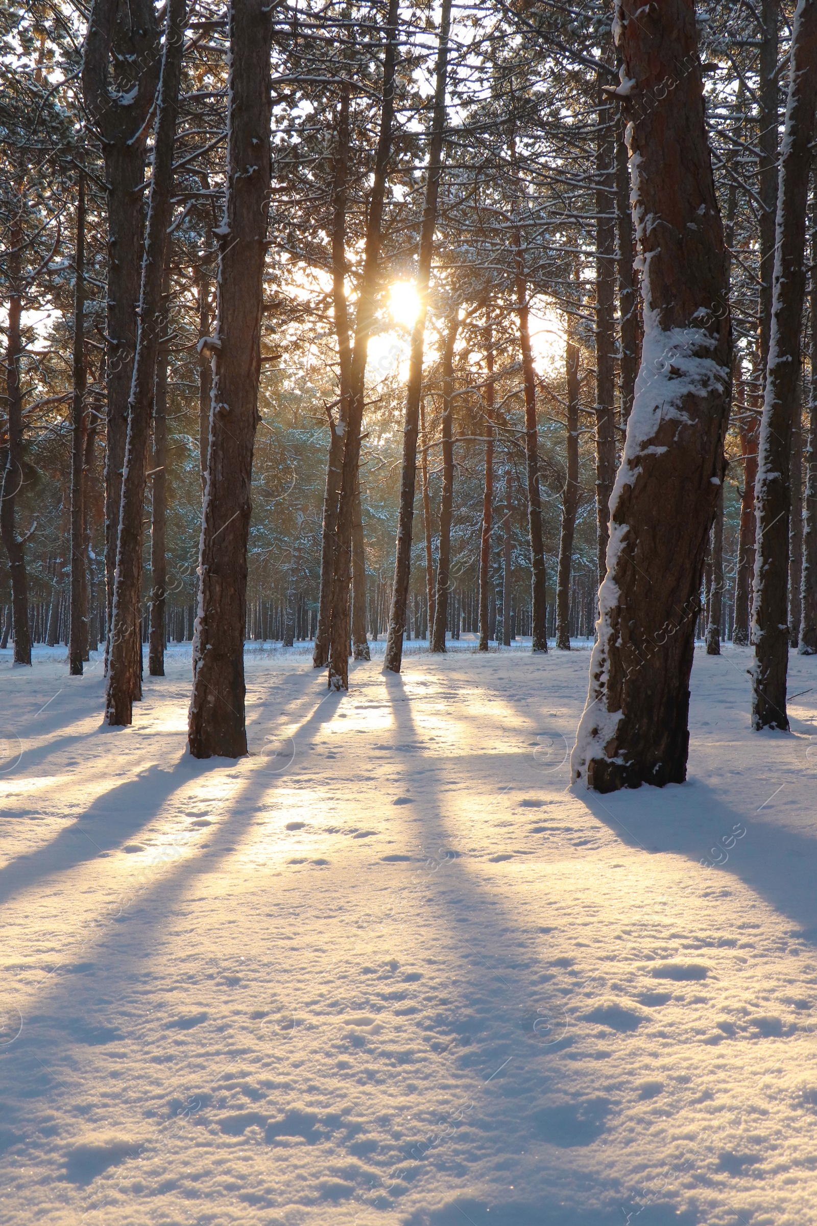 Photo of Picturesque view of snowy pine forest in winter morning