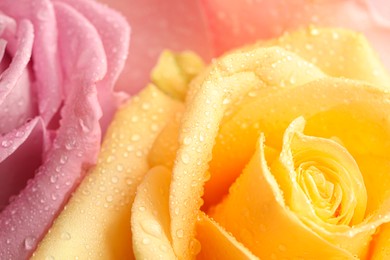 Beautiful fresh rose flowers with water drops as background, closeup