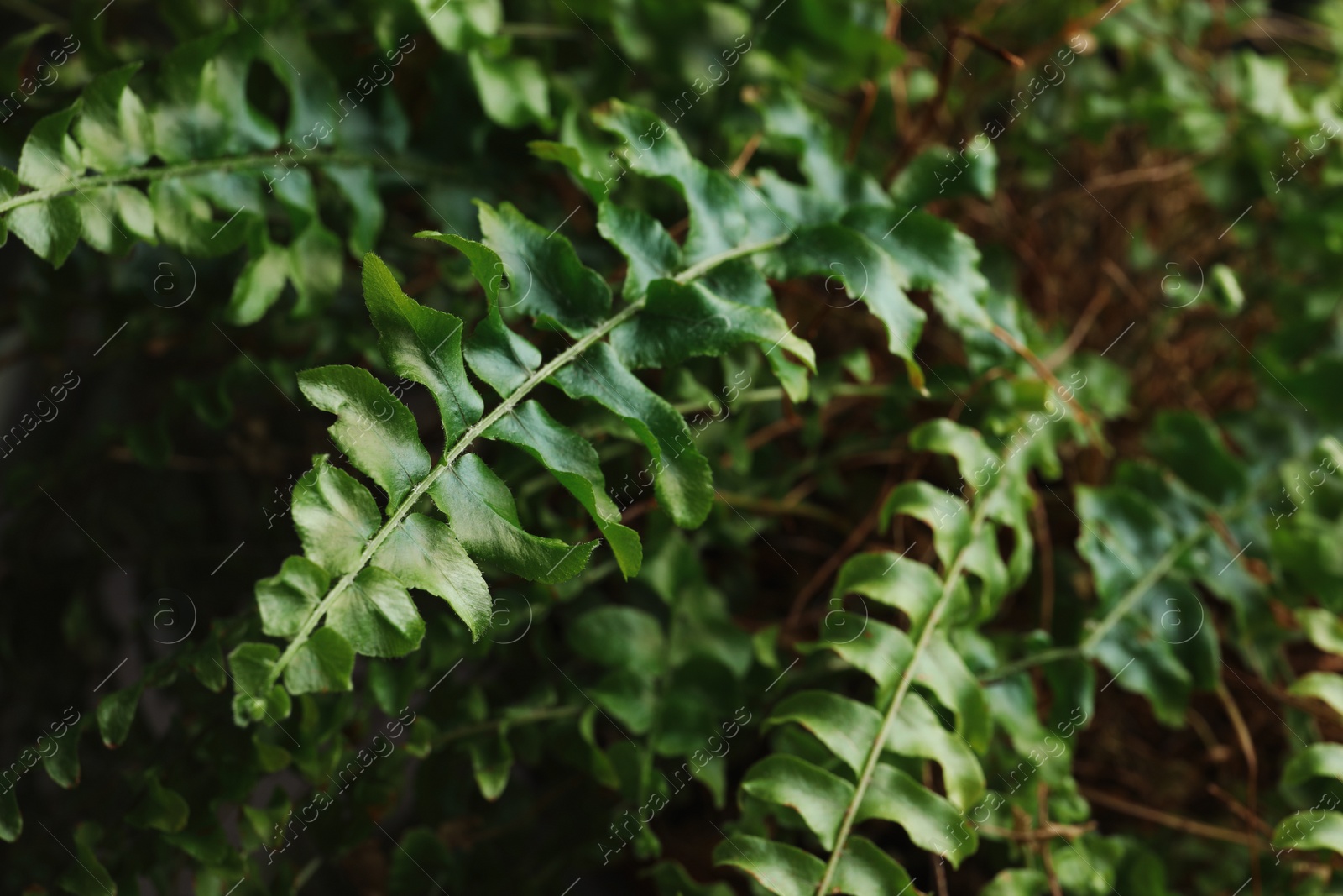 Photo of Fern with lush leaves, closeup. Tropical plant