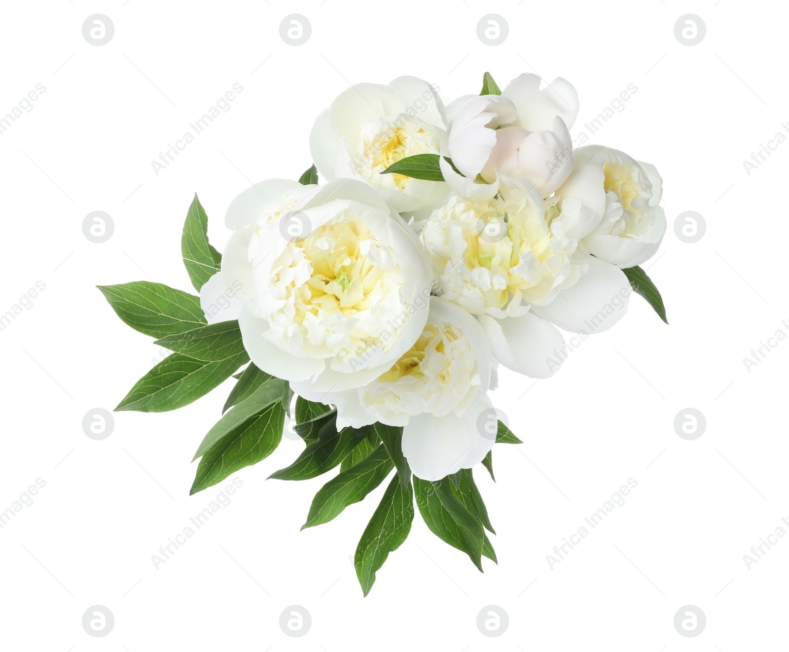 Photo of Beautiful blooming peony flowers isolated on white