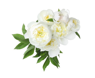 Beautiful blooming peony flowers isolated on white