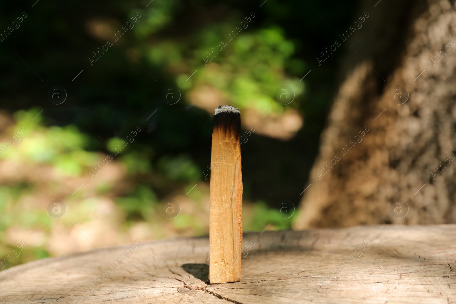 Photo of Smoldering palo santo stick on wooden stump outdoors