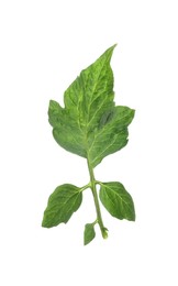 Fresh green leaves of cherry tomato isolated on white