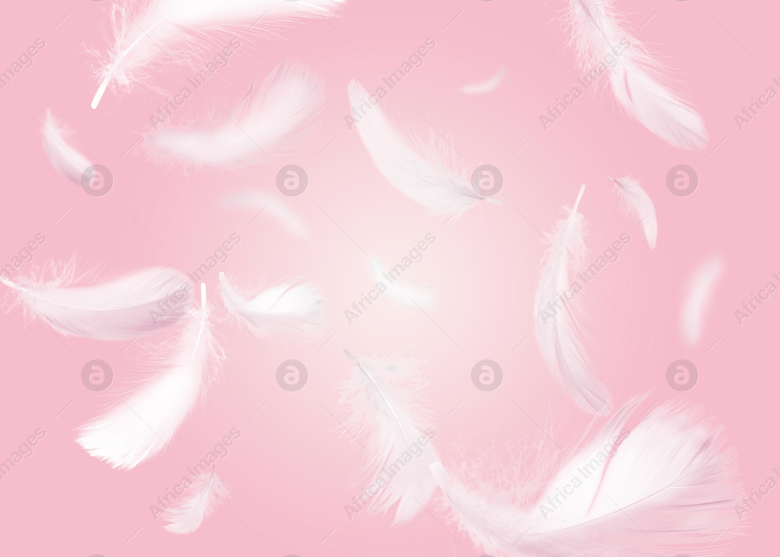 Image of Fluffy bird feathers falling on pink background