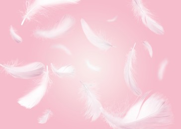 Image of Fluffy bird feathers falling on pink background