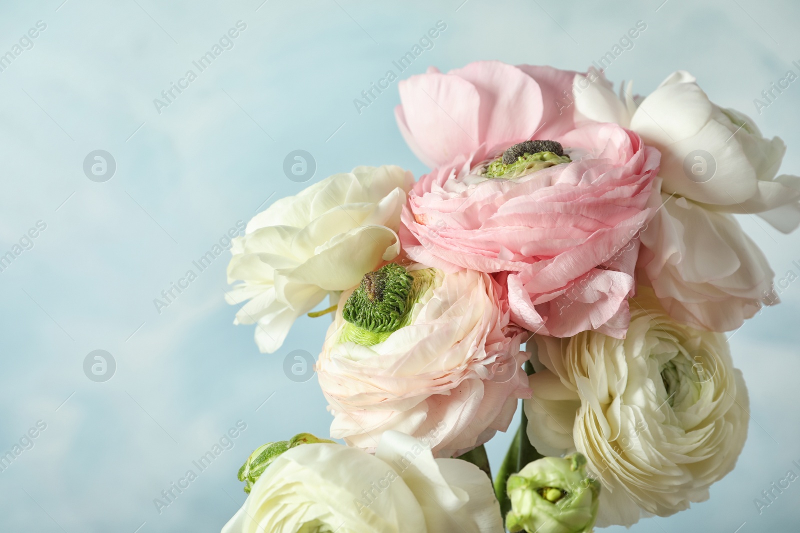 Photo of Beautiful ranunculus flowers on color background