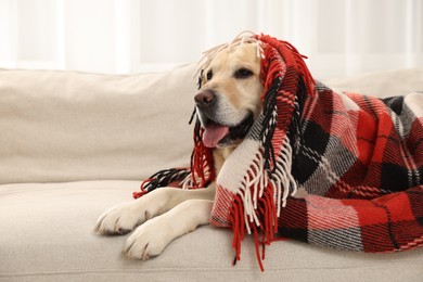 Photo of Cute Labrador Retriever with plaid on sofa at home, space for text