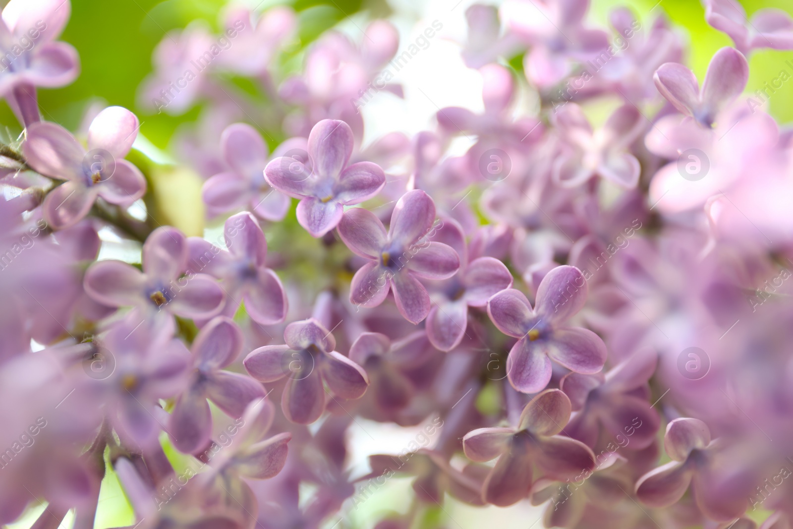 Photo of Closeup view of beautiful blossoming lilac bush outdoors