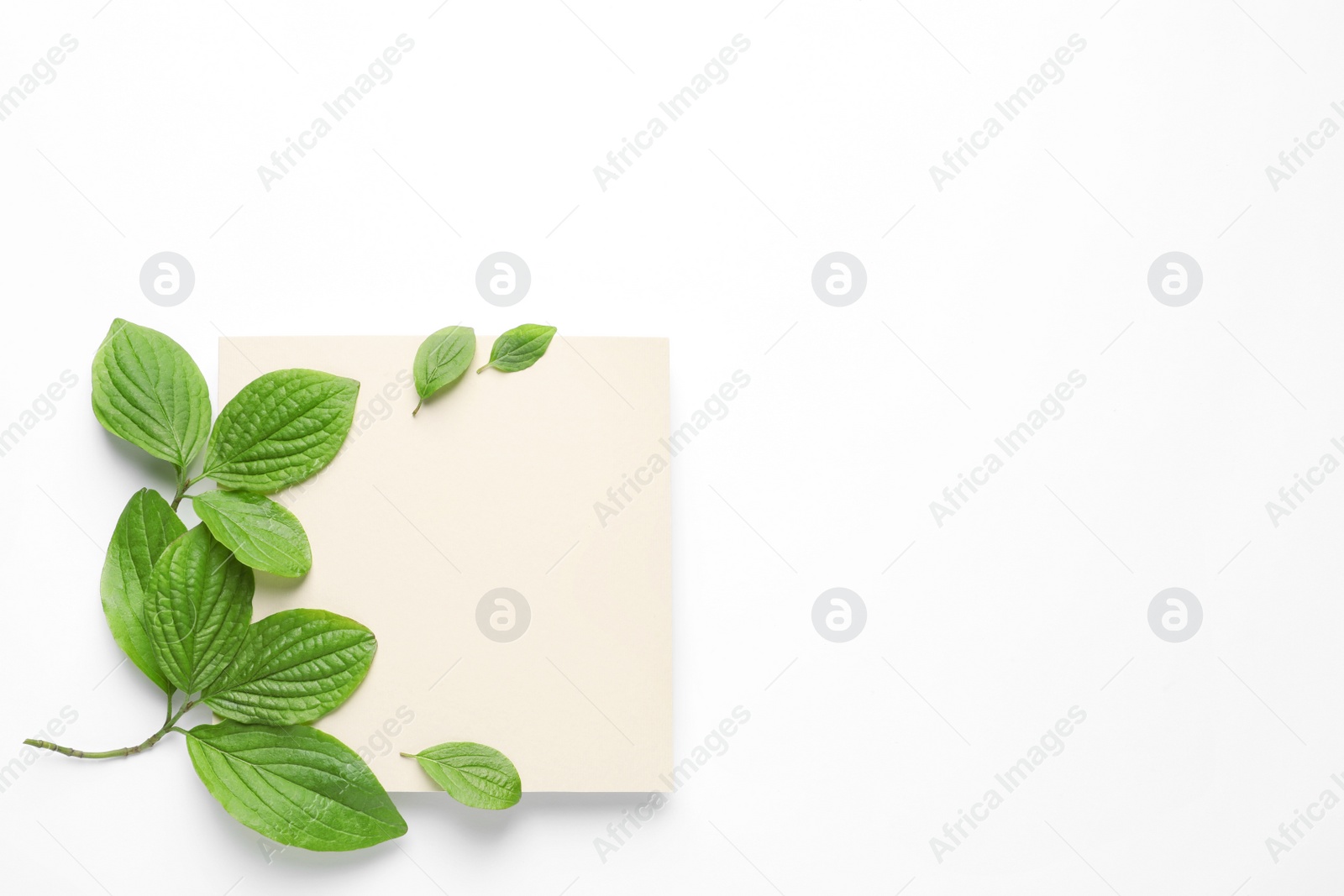 Photo of Blank card and spring green leaves on white background, top view. Space for text