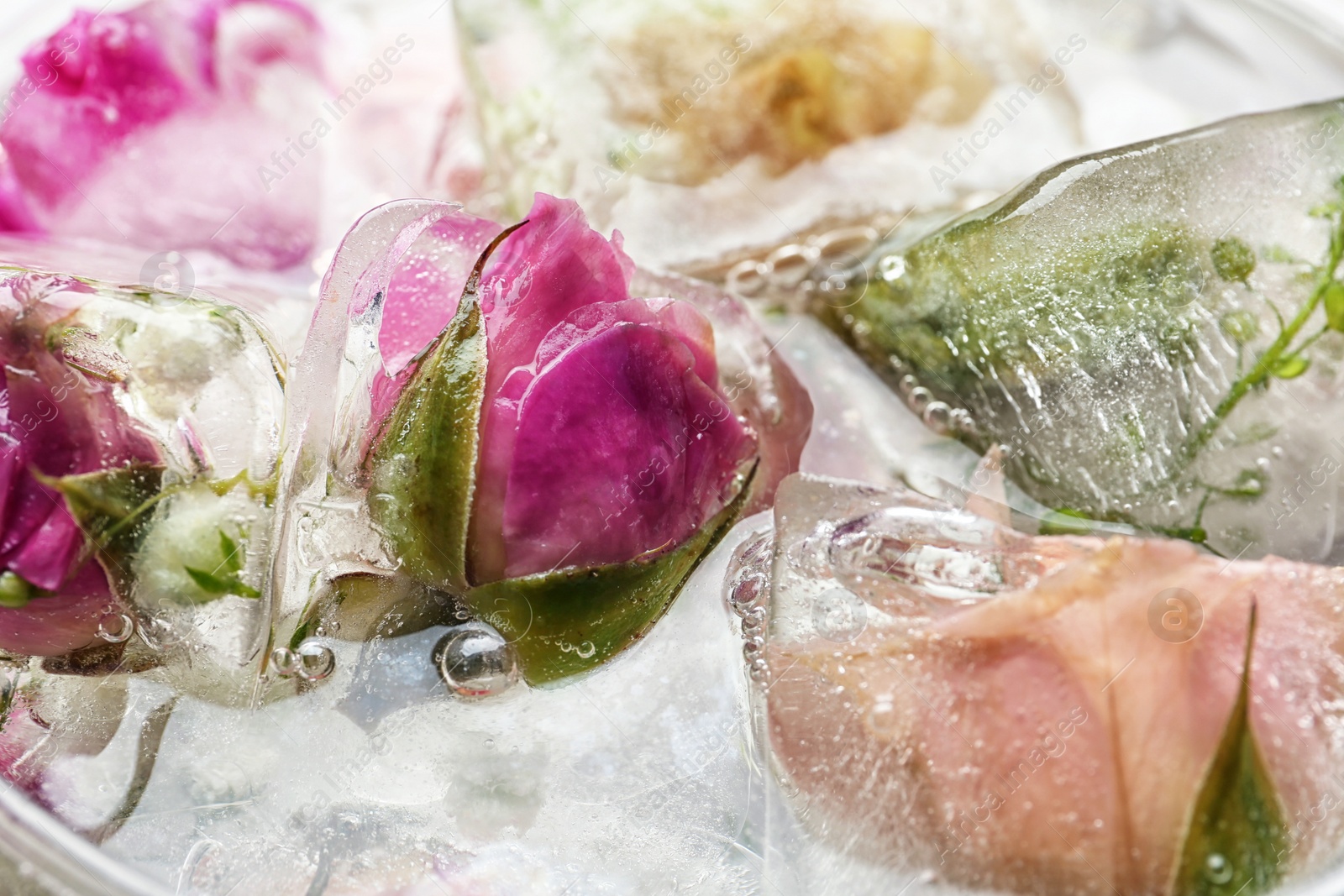 Photo of Floral ice cubes in water as background, closeup view