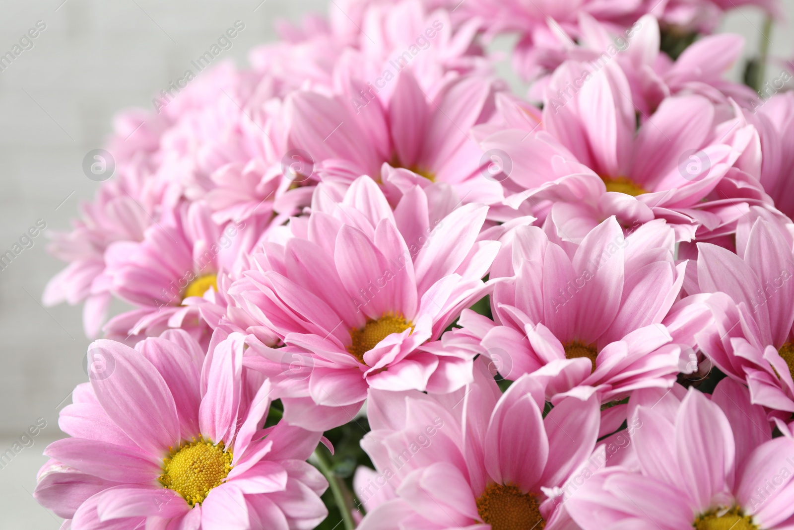 Photo of Beautiful pink chamomile flowers on light background, closeup