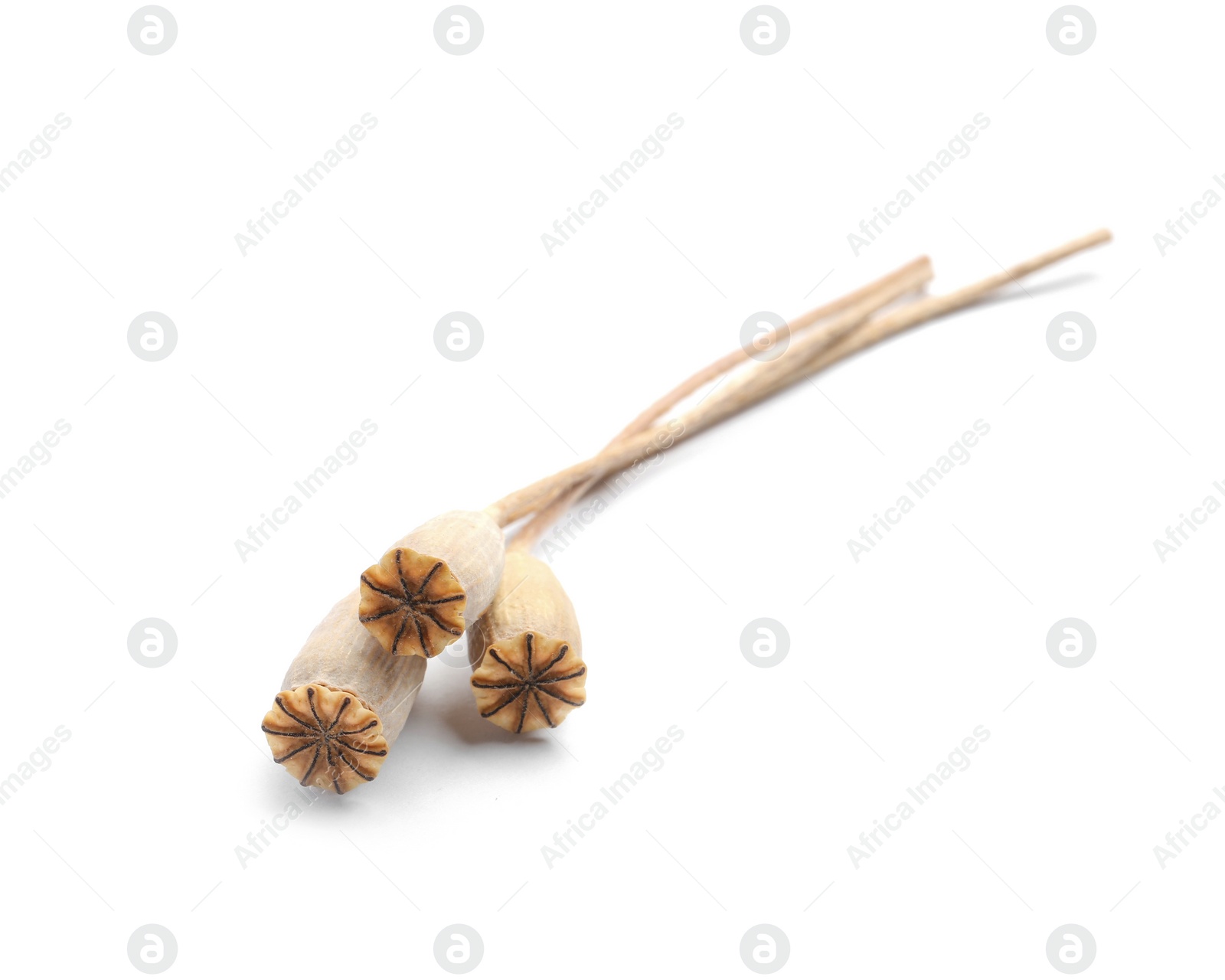 Photo of Dry poppy heads with seeds on white background