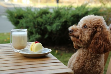 Photo of Cute fluffy dog sitting at table with coffee and macaron in outdoor cafe
