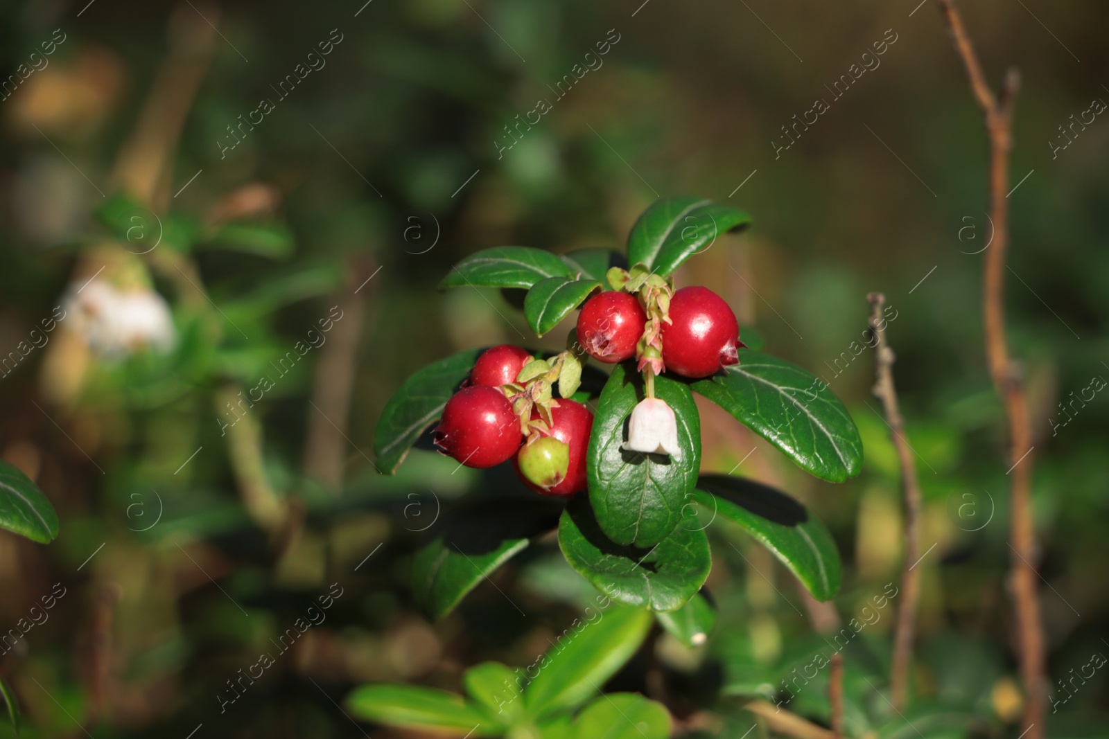 Photo of Tasty ripe lingonberries growing on sprig outdoors