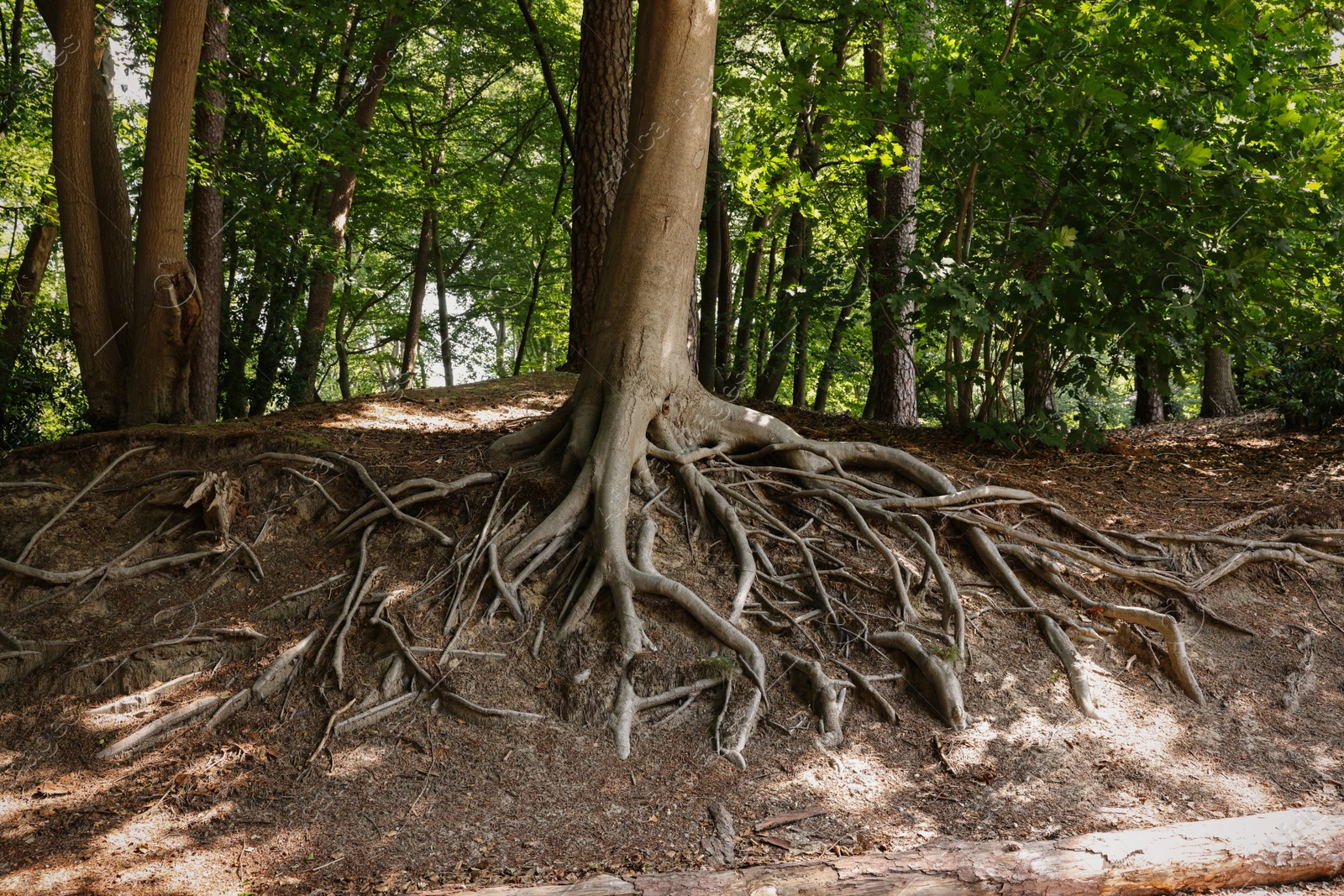 Photo of Tree roots visible through ground in forest