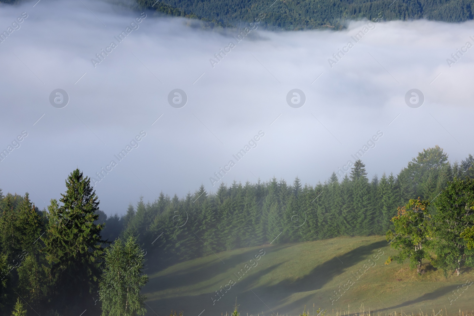 Photo of Picturesque view foggy forest in mountains on morning