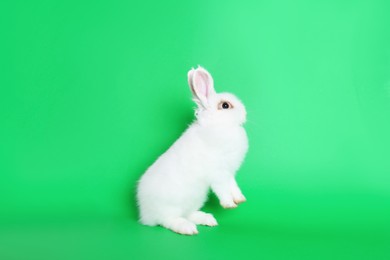 Photo of Fluffy white rabbit on green background. Cute pet