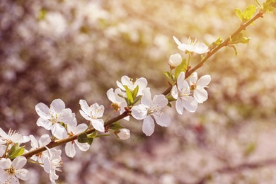 Blossoming spring tree, closeup
