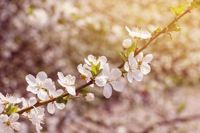 Photo of Blossoming spring tree, closeup