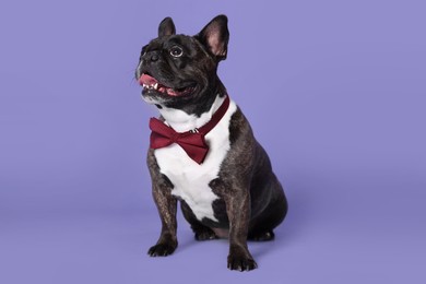 Photo of Adorable French Bulldog with bow tie on purple background