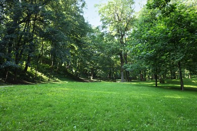 Beautiful lawn with fresh green grass among trees on sunny day, low angle view
