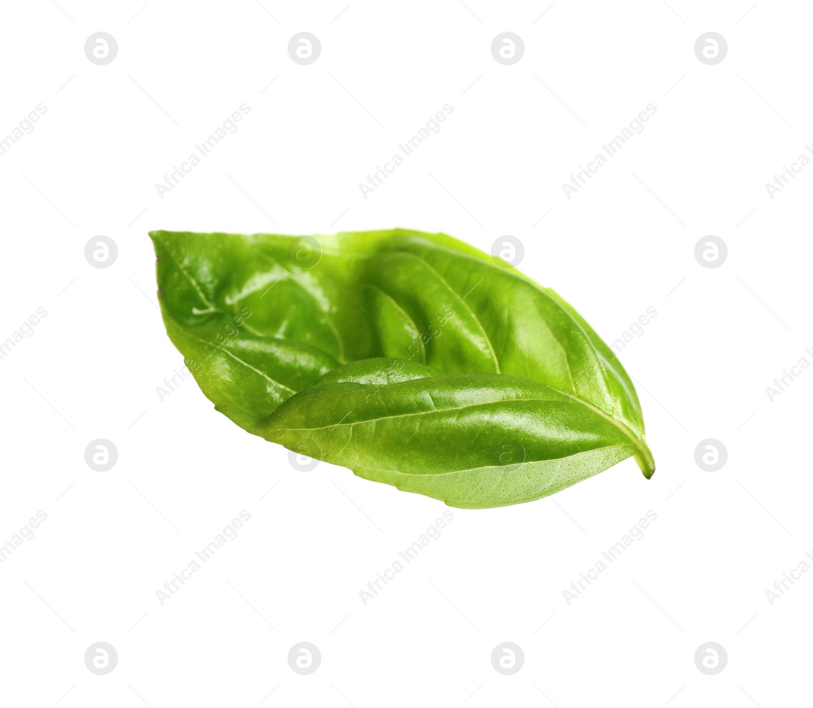 Photo of Fresh green basil leaf isolated on white