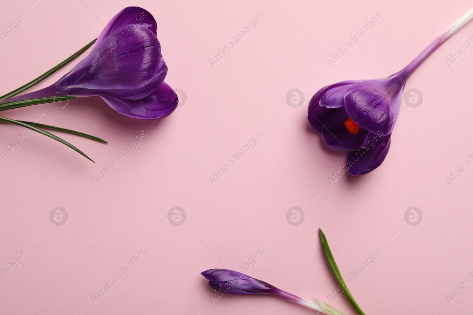Photo of Beautiful purple crocus flowers on pink background, flat lay. Space for text
