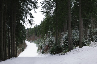 Winter landscape with conifer trees in snowy forest