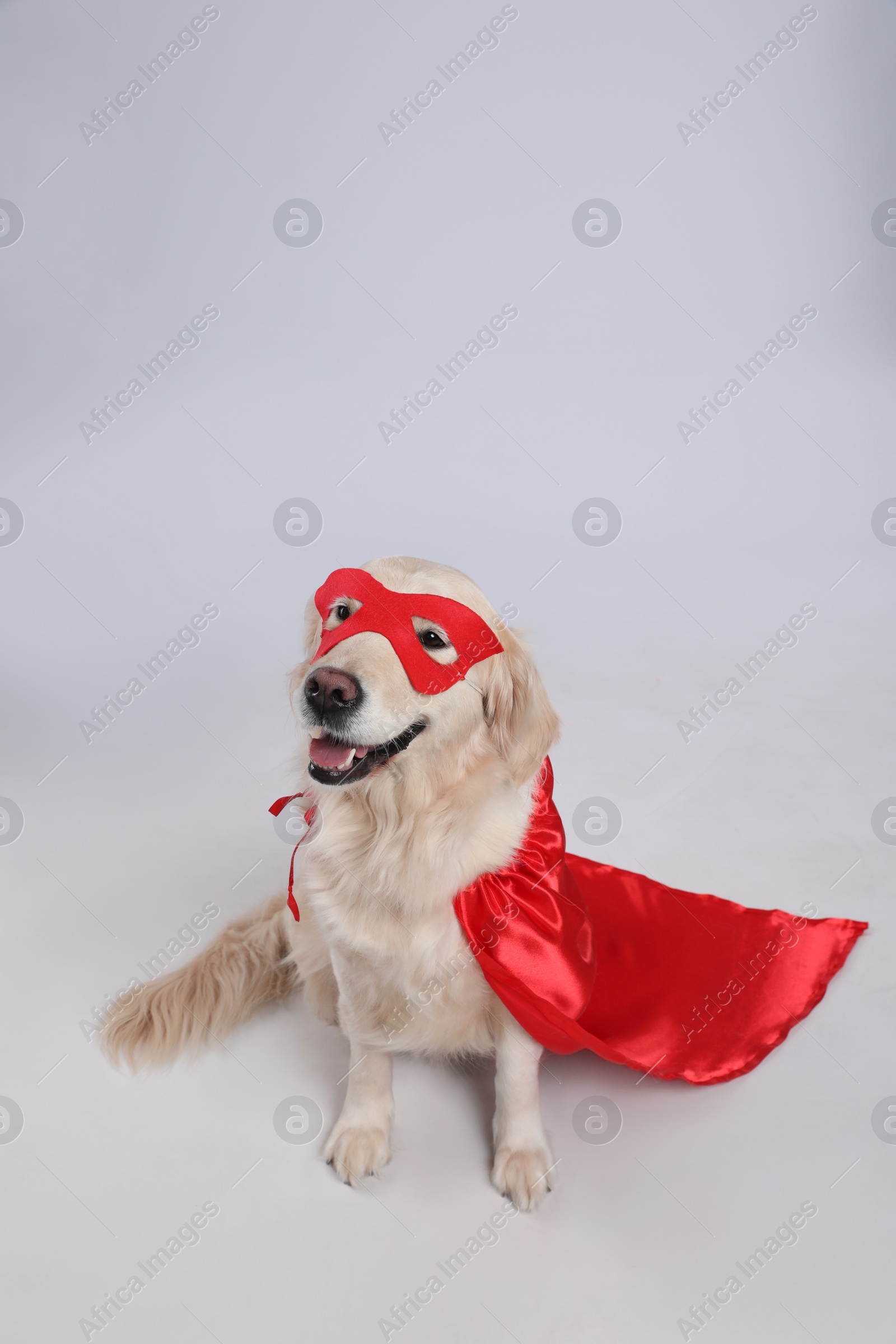 Photo of Adorable dog in red superhero cape and mask on light grey background