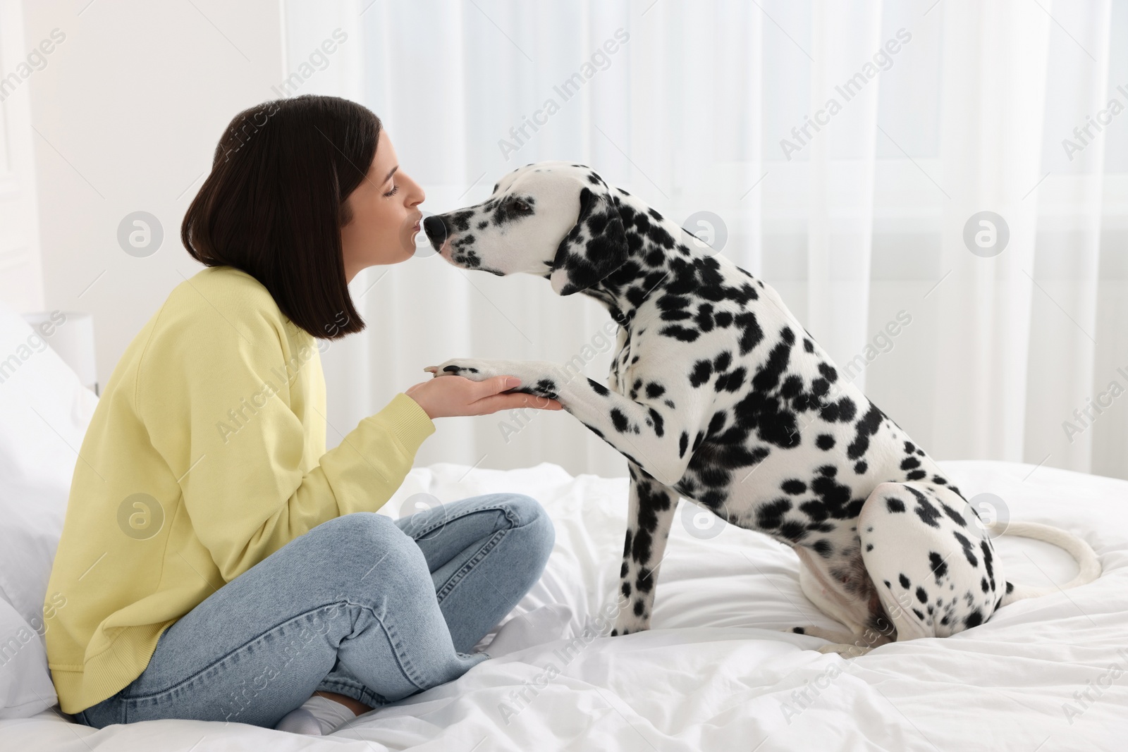 Photo of Adorable Dalmatian dog giving paw to happy woman on bed at home. Lovely pet