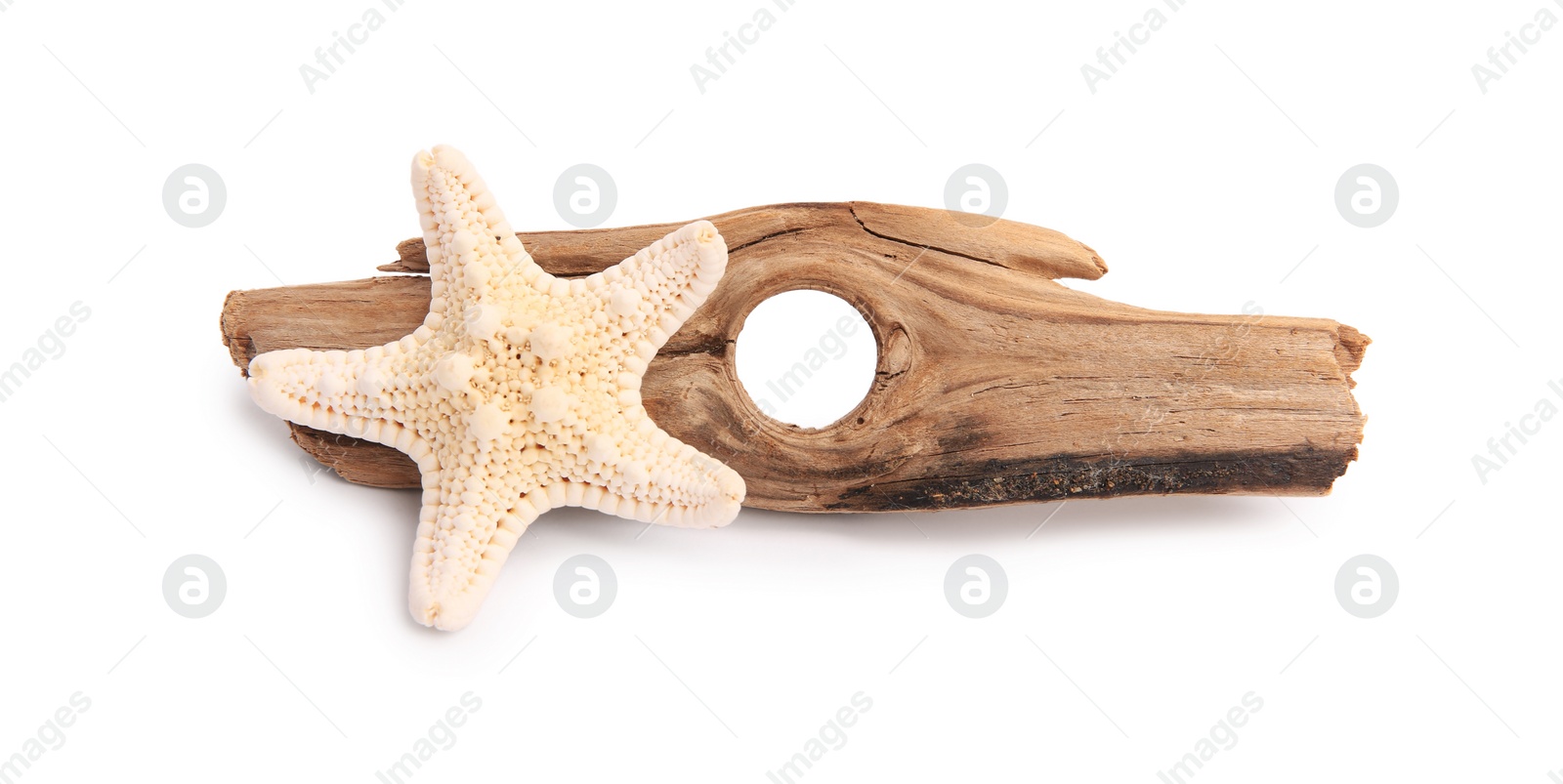 Photo of Beautiful sea star (starfish) and tree bark isolated on white