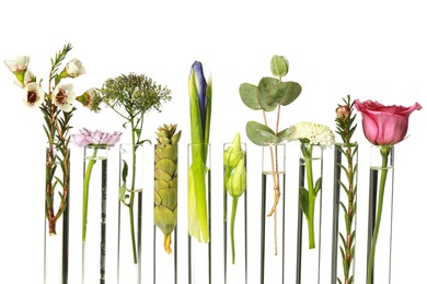 Photo of Different plants in test tubes on white background